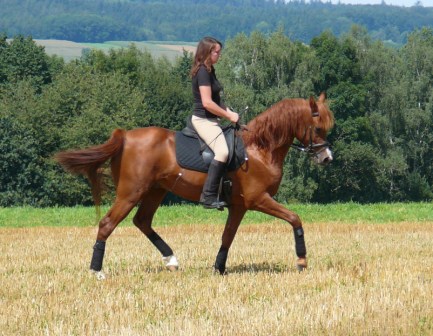 SRF Barolo